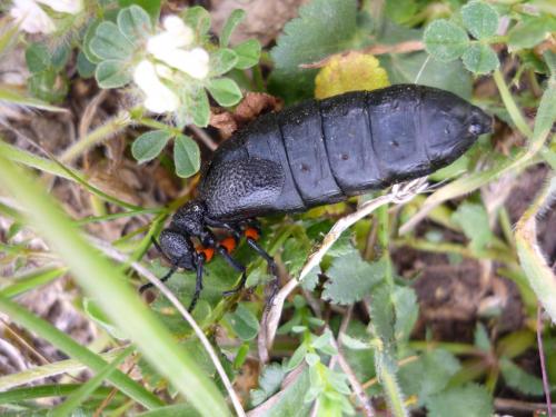 Meloe erythrocnemus