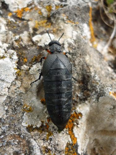 Meloe erythrocnemus