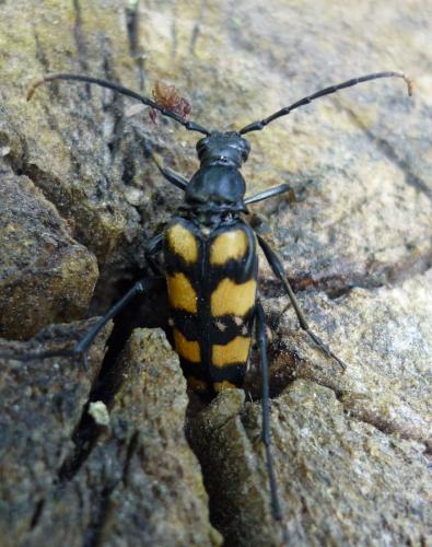 Réf. 81 637 : Leptura quadrifasciata