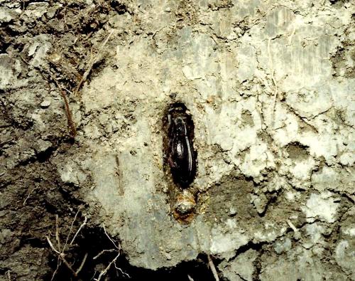 Réf. 81 842 : Dorcadion etruscum
