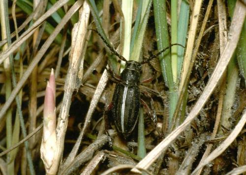 Réf. 81 843 : Dorcadion etruscum