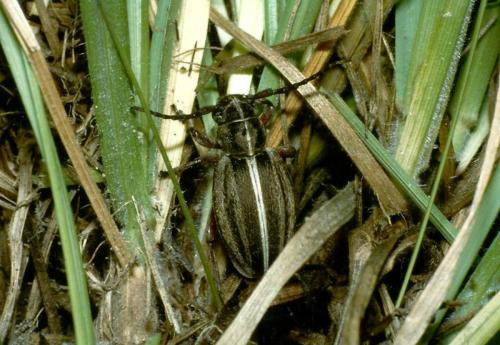 Dorcadion etruscum