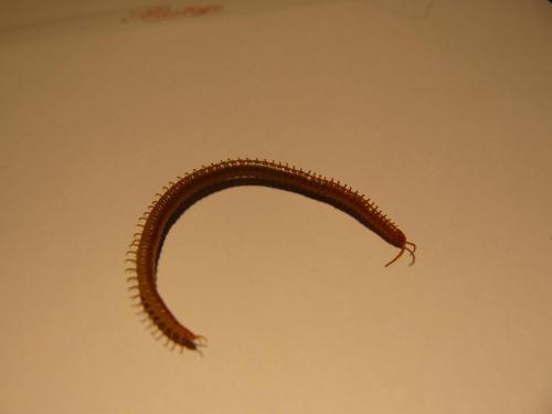 Réf. 81 139 : Geophilus sp.