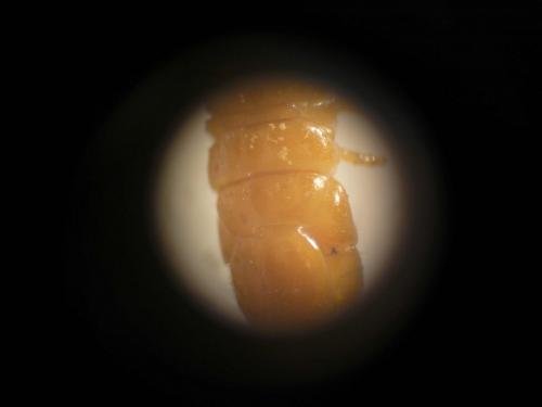 Geophilus sp.