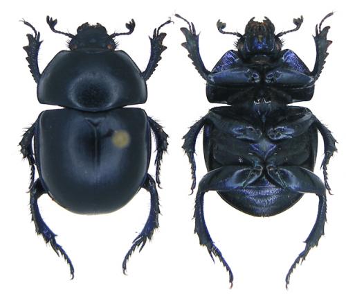 Réf. 81 592 : Trypocopris vernalis