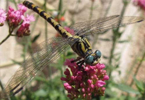 Onychogomphus uncatus