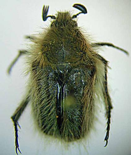 Réf. 81 752 : Tropinota bleusei
