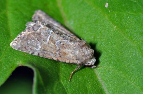 Mesoligia furuncula