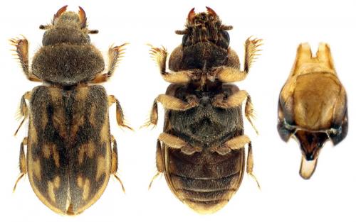 Réf. 81 381 : Heterocerus fenestratus