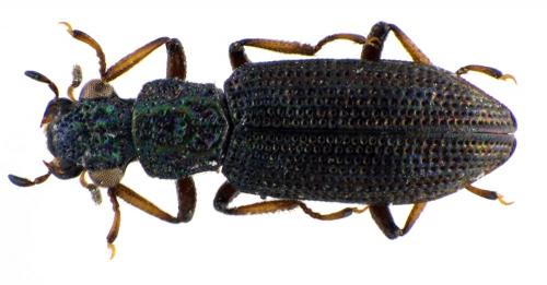 Hydrochus nitidicollis