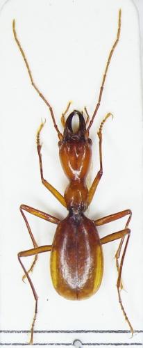 Réf. 81 407 : Italaphaenops dimaioi