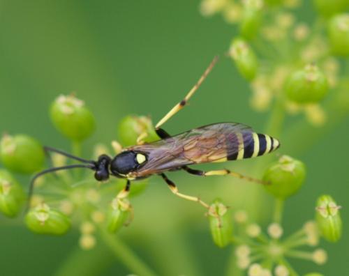 Réf. 81 727 : Ichneumoninae inconnu