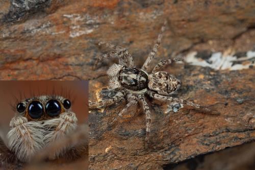 Menemerus semilimbatus