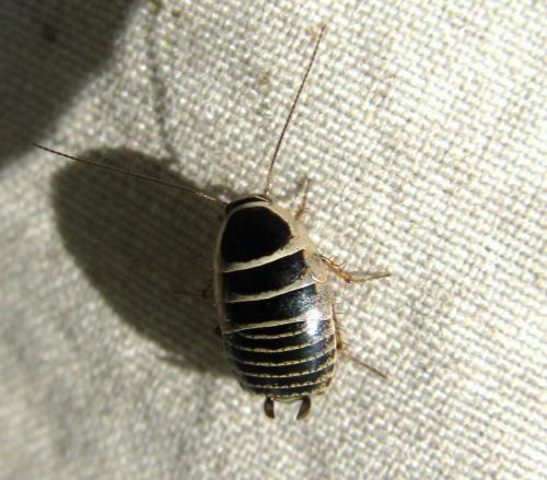 Réf. 81 289 : Phyllodromica danflousi