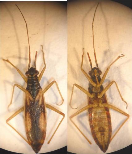 Teratocoris antennatus