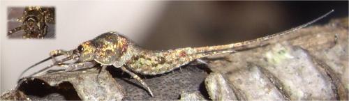 Dilta sp.