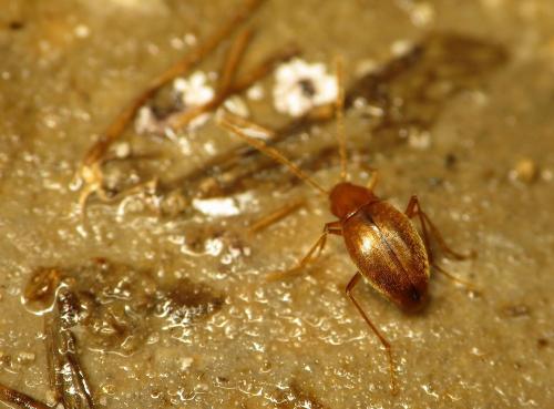 Diaprysius caudatus
