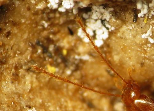 Diaprysius caudatus