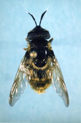 Réf. 81 507 : Callicera aurata