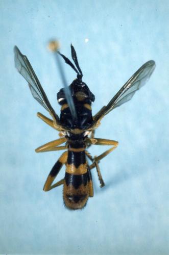 Leopoldius signatus