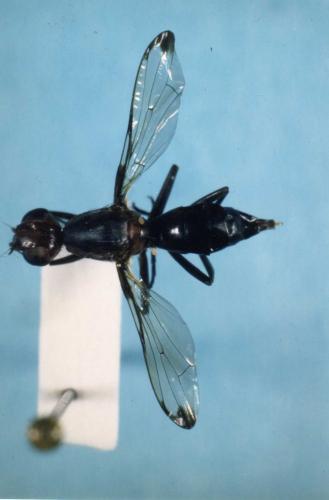Réf. 81 511 : Cephalia rufipes