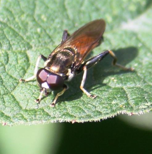 Xylota segnis