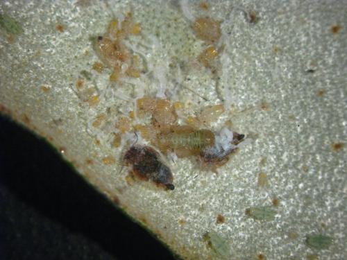 Cacopsylla fulguralis