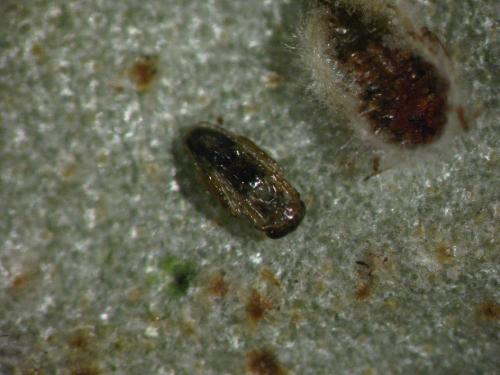 Tamarixia sp.