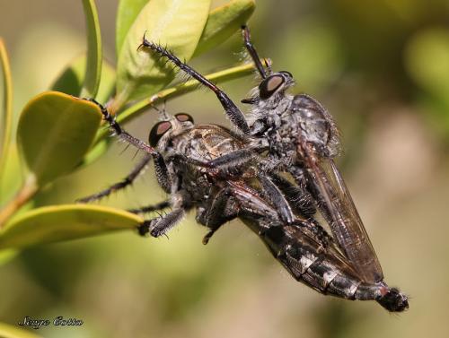 Machimus sp.