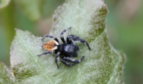 Réf. 81 009 : Carrhotus xanthogramma