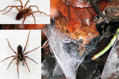 Histopona sp.