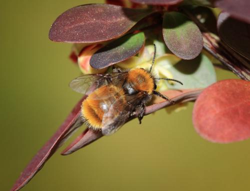 Andrena fulva
