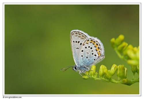 Plebejus sp.