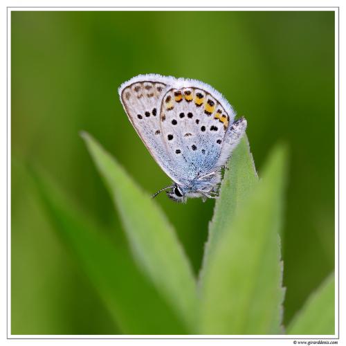 Plebejus sp.