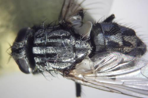 Musca autumnalis
