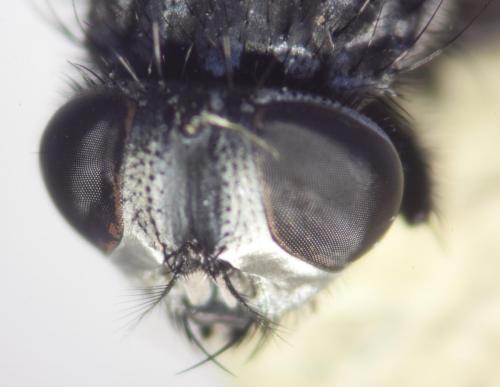 Musca autumnalis