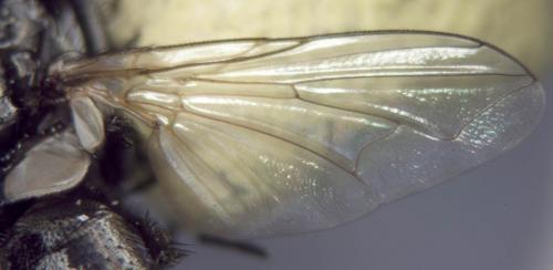 Musca autumnalis