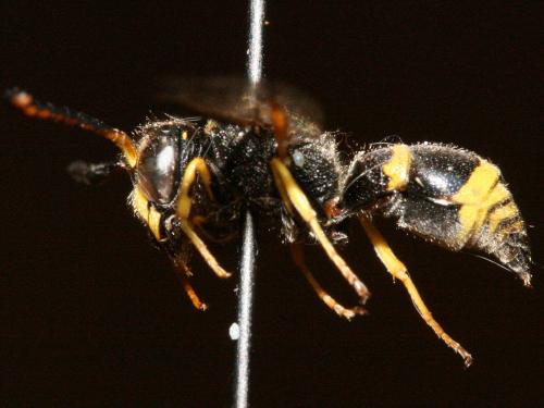 Ancistrocerus nigricornis