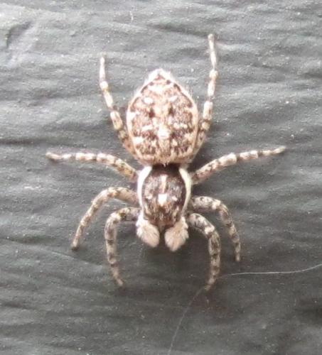 Menemerus semilimbatus