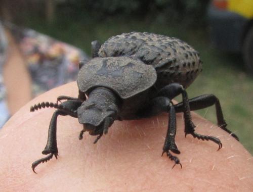 Scotobius sp.