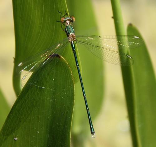 Chalcolestes viridis