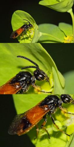 Réf. 81 327 : Arge cyanocrocea