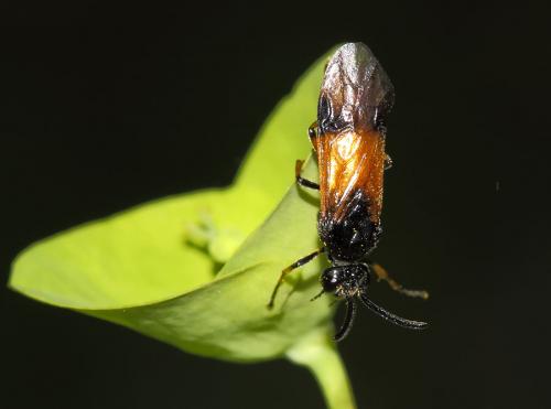 Arge cyanocrocea