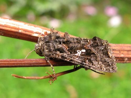 Ctenoplusia limbirena