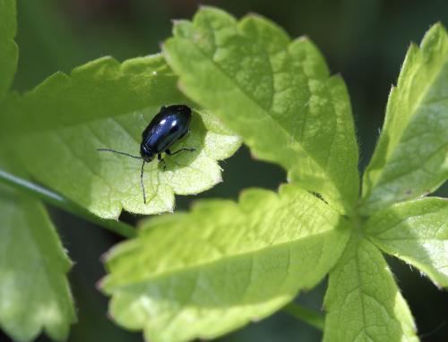 Altica sp.