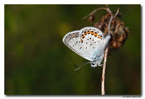 Réf. 81 295 : Plebejus sp.