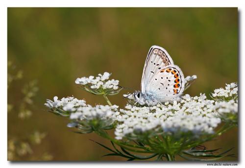 Plebejus sp.