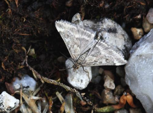 Réf. 81 894 : Pyrausta despicata