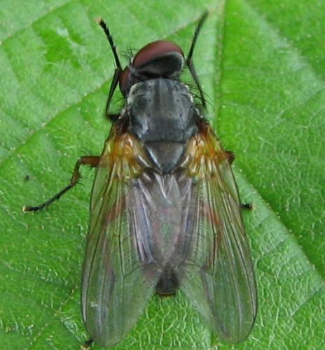 Fannia lustrator