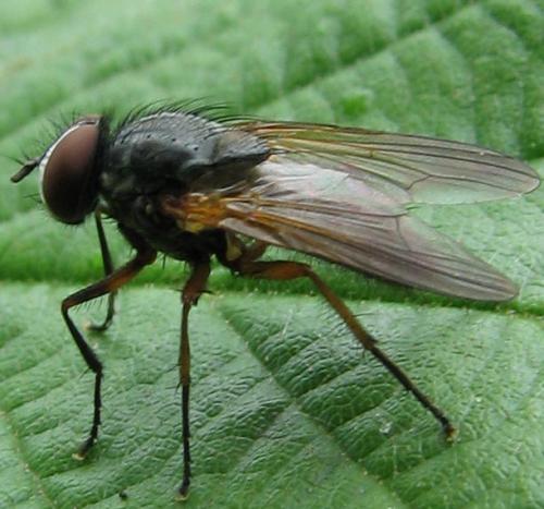 Fannia lustrator